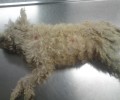 Εύβοια: Συνελήφθη ο δράστης που πυροβόλησε το σκυλάκι επειδή μπήκε στην αυλή του στη Βαρβάρα Αιδηψού